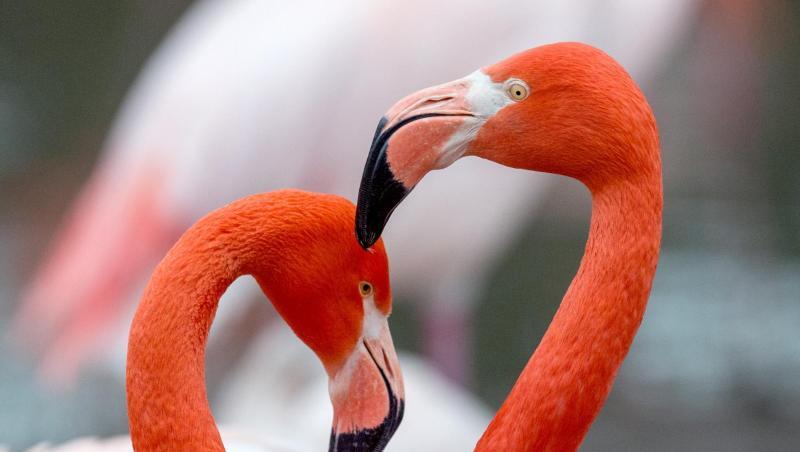 Zwei Rote Flamingos liebkosen sich im Tierpark Hellabrunn. Foto: Matthias Balk Zwei Rote Flamingos liebkosen sich im Tierpark Hellabrunn. Foto: Matthias Balk
