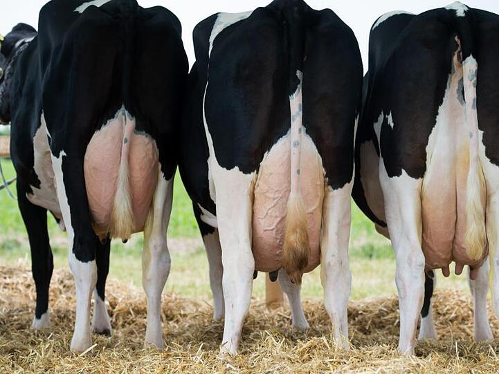 Von einem kompletten Ausfall der Exporte von Milch, Käse oder Butter ins Vereinigte Königreich gehen Experten zwar nicht aus, Sorgen bereitet ein möglicher ungeregelter Brexit aber trotzdem.