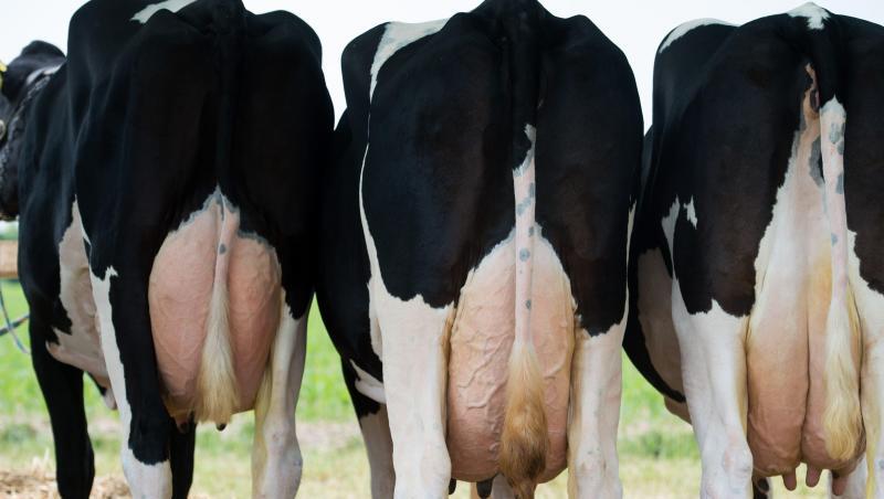 Von einem kompletten Ausfall der Exporte von Milch, Käse oder Butter ins Vereinigte Königreich gehen Experten zwar nicht aus, Sorgen bereitet ein möglicher ungeregelter Brexit aber trotzdem. Von einem kompletten Ausfall der Exporte von Milch, Käse oder Butter ins Vereinigte Königreich gehen Experten zwar nicht aus, Sorgen bereitet ein möglicher ungeregelter Brexit aber trotzdem.