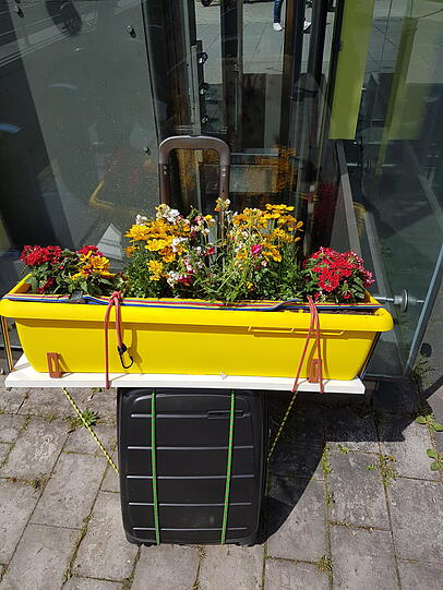 Sonne und Blumenkasten strahlen - und die Bienen auch.