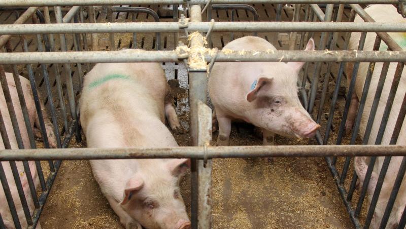 Schweine auf einem Bauernhof in einem konventionellen Kastenstall. Foto: picture alliance / Friso Gentsch/dpa/Archivbild Schweine auf einem Bauernhof in einem konventionellen Kastenstall. Foto: picture alliance / Friso Gentsch/dpa/Archivbild