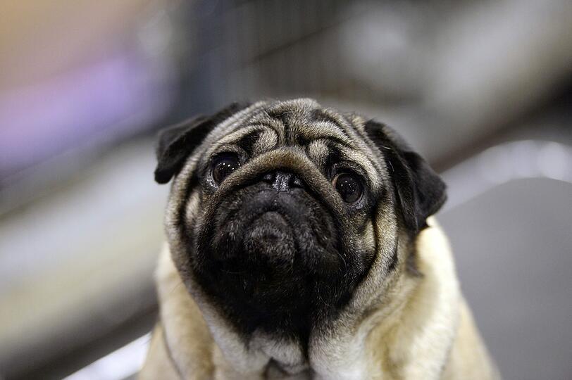 Seit "Sir Henry" lieben ihn nicht nur die Schönen und Reichen: Platz sechs für den Mops.