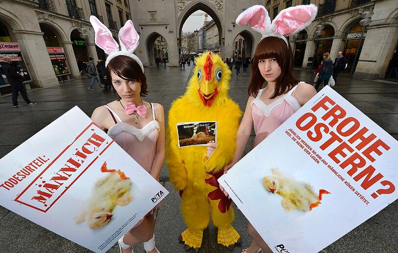 ktivisten der Tierschutzorganisation Peta protestieren am Donnerstag (05.04.12) auf dem Karlsplatz (Stachus) in Muenchen anlaesslich des bevorstehenden Osterfestes als "sexy Bunny" und Kuecken verkleidet gegen die Bedingungen in der Eierproduktion. Peta kritisiert die Haltebedingen von Legehennen in Deutschland und will mit der Aktion nach eigenen Angaben die "grausame Wahrheit ueber die Eierproduktion" an die Oeffentlichkeit bringen.