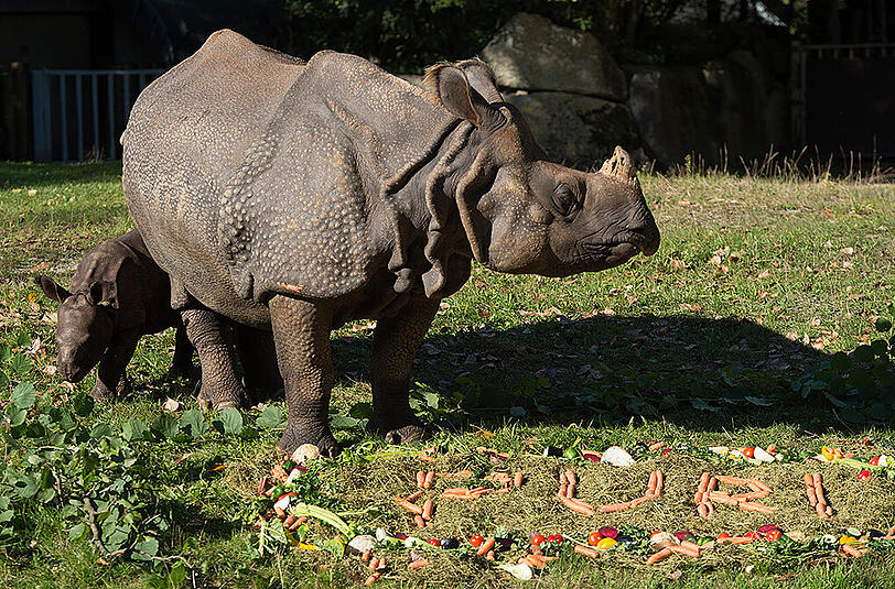 Nashorn-Baby Puri wurde im Tierpark Hellabrunn getauft
