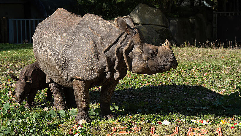 Nashorn-Baby Puri wurde im Tierpark Hellabrunn getauft Nashorn-Baby Puri wurde im Tierpark Hellabrunn getauft