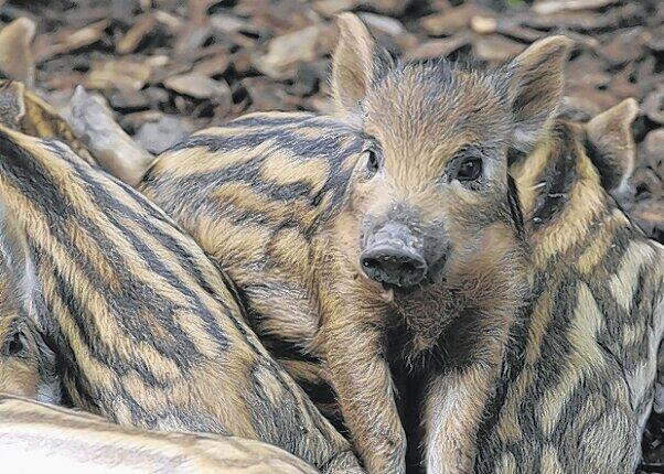Auch die &bdquo;Münchner Borstelchen&ldquo; im Tierpark Hellabrunn dürfen die Stadträte kostenlos besuchen