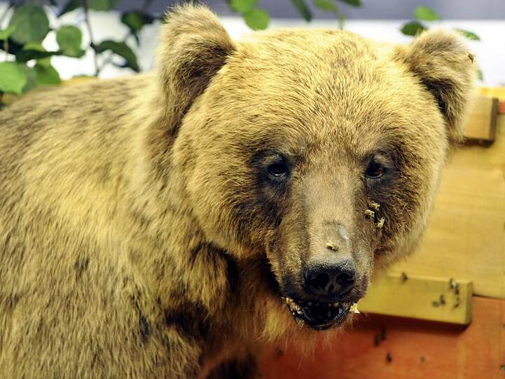 Der ausgestopfte Braunbär "Bruno", aufgenommen im Museum Mensch und Natur. Foto: Peter Kneffel/Archivbild