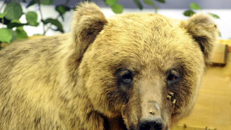 Der ausgestopfte Braunbär "Bruno", aufgenommen im Museum Mensch und Natur. Foto: Peter Kneffel/Archivbild Der ausgestopfte Braunbär "Bruno", aufgenommen im Museum Mensch und Natur. Foto: Peter Kneffel/Archivbild