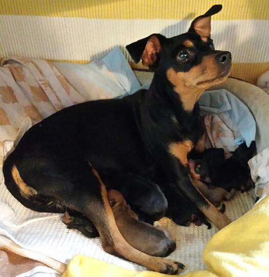 Die acht neugeborenen Zwergpinscher - ihre Eltern Lotte und Willi sind stolz auf den Nachwuchs.