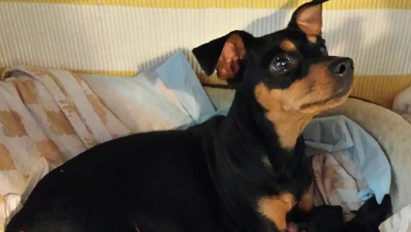 Die acht neugeborenen Zwergpinscher - ihre Eltern Lotte und Willi sind stolz auf den Nachwuchs.