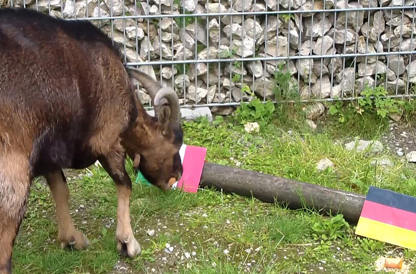 Die italienische Flagge links hat es Franz, dem EM-Orakal aus dem Tierheim in Riem, spontan angetan. Der Tipp hat sich als Irrtum herausgestellt. Aber dafür gibt es Gründe.