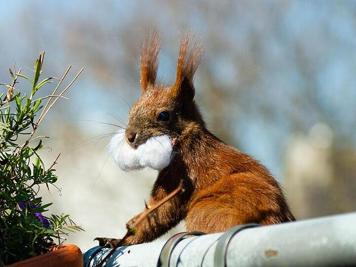 Das Eichhörnchen Fridolin mit Watte im Maul.