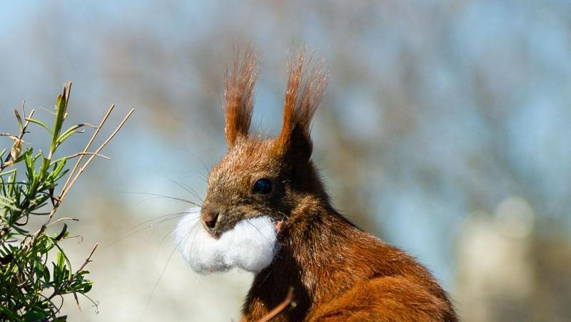 Das Eichhörnchen Fridolin mit Watte im Maul. Das Eichhörnchen Fridolin mit Watte im Maul.