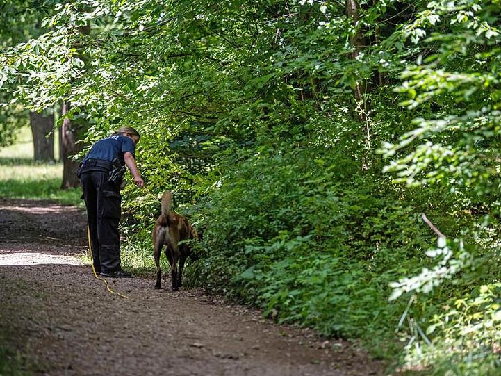 Ein elfjähriges Mädchen wurde am hellichten Tag von einem Mann, der eine Wolfsmaske getragen haben soll, in diesem Waldstück vergewaltigt.