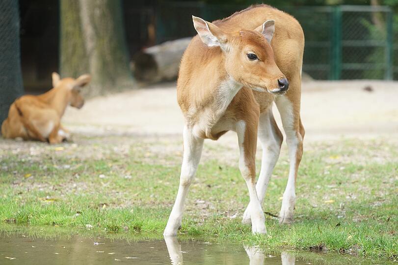 Die Banteng-Familie hat mit dem Nachwuchs jede Menge Trubel auf der Anlage. Sie niedlichen Bilder...