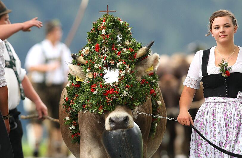 Ländliche Idylle in Oberstaufen - Almabtrieb.