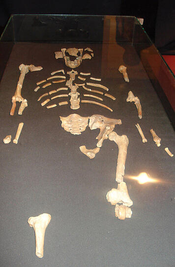 Eine originalgetreue Kopie der Knochen des weltberühmten Fossils Lucy, aufgenommen im November 2007 im Nationalmuseum von Äthiopien in Addis Abeba.