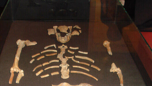 Eine originalgetreue Kopie der Knochen des weltberühmten Fossils Lucy, aufgenommen im November 2007 im Nationalmuseum von Äthiopien in Addis Abeba. Eine originalgetreue Kopie der Knochen des weltberühmten Fossils Lucy, aufgenommen im November 2007 im Nationalmuseum von Äthiopien in Addis Abeba.