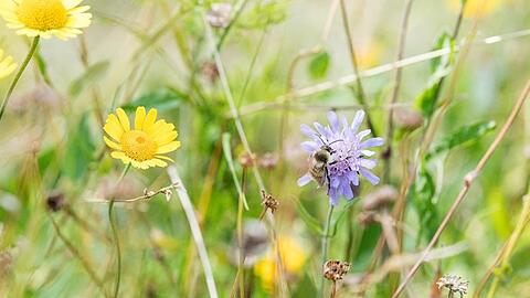 Eine bunte Hummel sitzt in einer Wiese. Foto: Sebastian Gollnow/Archivbild