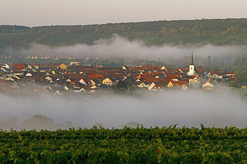 Die Weinberge der Lage "Escherndorfer Lump" über dem malerischen Winzerdorf am Main.