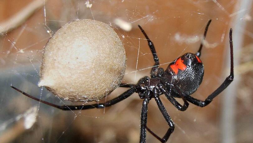 Die amerikanische Schwarze Witwe Latrodectus mactans gehört sicher zu den bekanntesten und gefürchtetsten Spinnen mit einem für den Menschen gefährlichen Gift, das 15-mal wirkungsvoller als das der Klapperschlange sein soll. Die amerikanische Schwarze Witwe Latrodectus mactans gehört sicher zu den bekanntesten und gefürchtetsten Spinnen mit einem für den Menschen gefährlichen Gift, das 15-mal wirkungsvoller als das der Klapperschlange sein soll.
