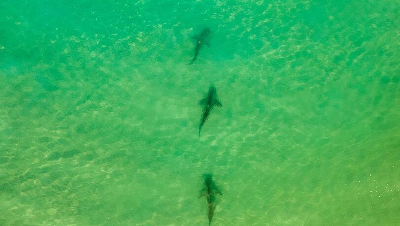 In einer Gegend im Norden Israels sammeln sich zwischen November und Mai Sandbank- und Schwarzhaie. (Archivbild)