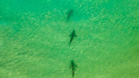 In einer Gegend im Norden Israels sammeln sich zwischen November und Mai Sandbank- und Schwarzhaie. (Archivbild)
