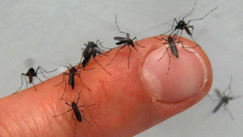 Auf einem Finger sitzen zahlreiche Mücken. Auf einem Finger sitzen zahlreiche Mücken.