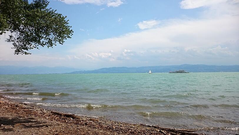 An vielen Stellen des Bodensees sind karibisch-grün schimmernde Planktonalgen zu sehen.