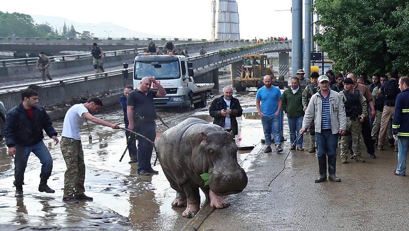 Wegen starker Überschwemmungen in Tiflis konnten zahlreiche Raubtiere aus dem Zoo ausbüxen. Die irren Bilder aus Georgien. Wegen starker Überschwemmungen in Tiflis konnten zahlreiche Raubtiere aus dem Zoo ausbüxen. Die irren Bilder aus Georgien.