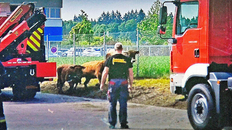 Wildwest an der A94: 17 entflohene Rindviecher hielten die "Cowboys" von Polizei und Feuerwehr stundenlang auf Trab. Die Bilder von der Stierhatz.