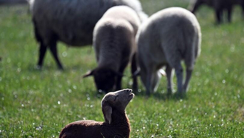 Kleinere Tiere wie Lämmer kann ein Goldschakal leicht erbeuten. (Symbolbild)