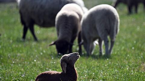 Kleinere Tiere wie Lämmer kann ein Goldschakal leicht erbeuten. (Symbolbild)
