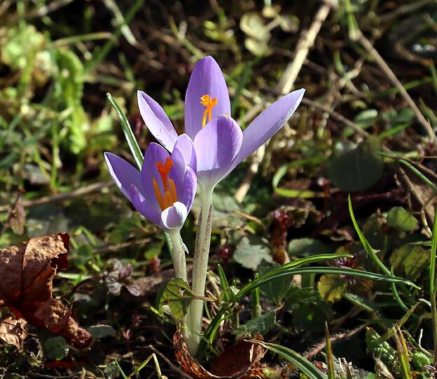 Februar 2014 - der verfrühte Frühling in Obermenzing: Wildkrokusse.