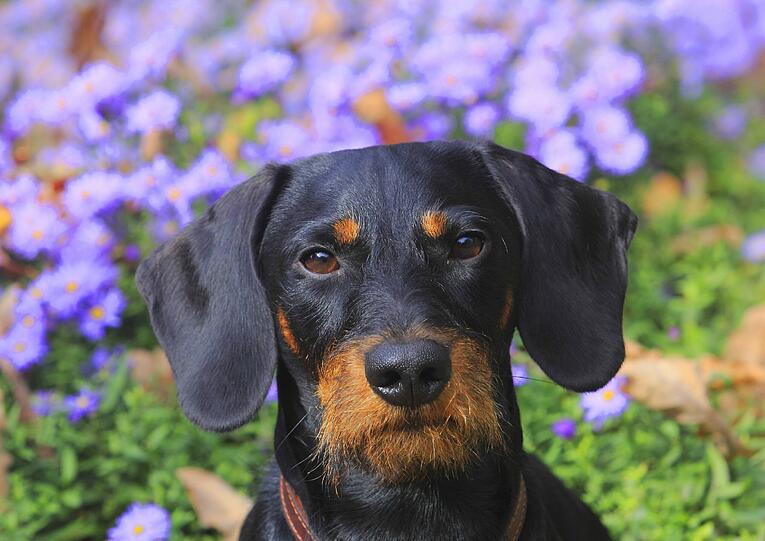 Beim Ausführen ihres Hundes mit dem Auto überfuhr die Frau den Hund.