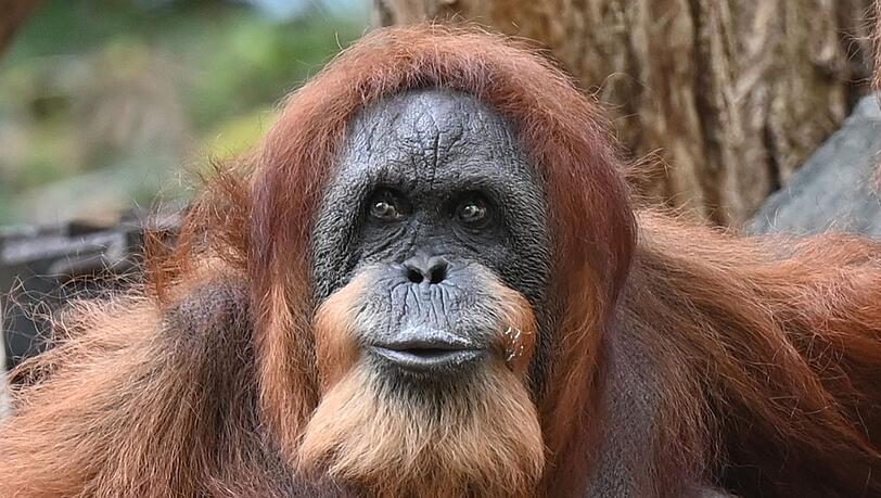 Seit mehr als 60 Jahren lebt Bella schon im Tierpark Hagenbeck - dank menschlicher Pflege und medizinischer Versorgung.