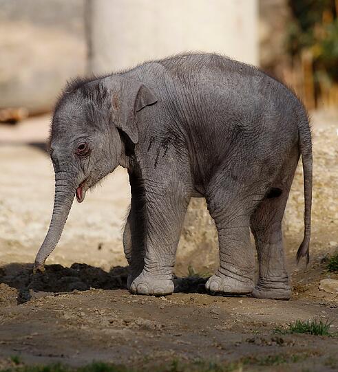 So süß! Am Dienstag hatte das bisher noch namenlose Elefantenmädchen offiziellen Fototermin im Freigehege des Tierparks Hellabrunn. Gemeinsam mit Mamma Panang und noch ein wenig tollpatschig erkundete das Dickhäuter-Baby seine neue Umgebung.