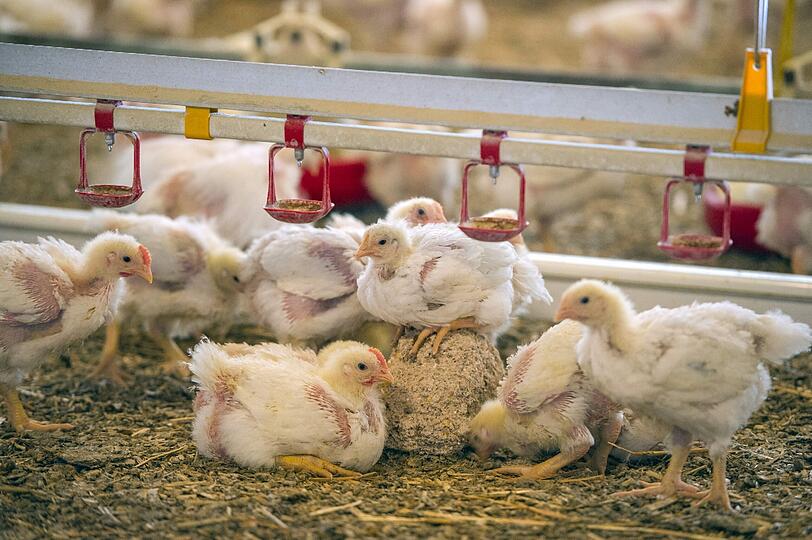 Zertifiziert mit diversen Labels bieten Fleischproduzenten Hähnchen an, die mit etwas mehr Tierschutz aufwachsen.