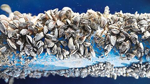 Ein Wasserversorgungsrohr aus dem Bodensee voller Quagga-Muscheln. Droht Ähnliches nun im Chiemsee?