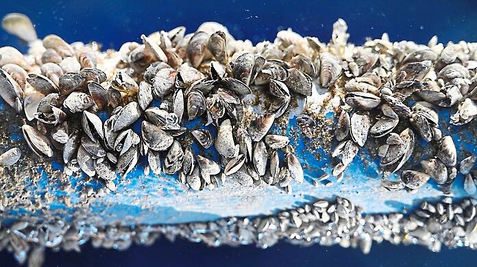 Ein Wasserversorgungsrohr aus dem Bodensee voller Quagga-Muscheln. Droht Ähnliches nun im Chiemsee?
