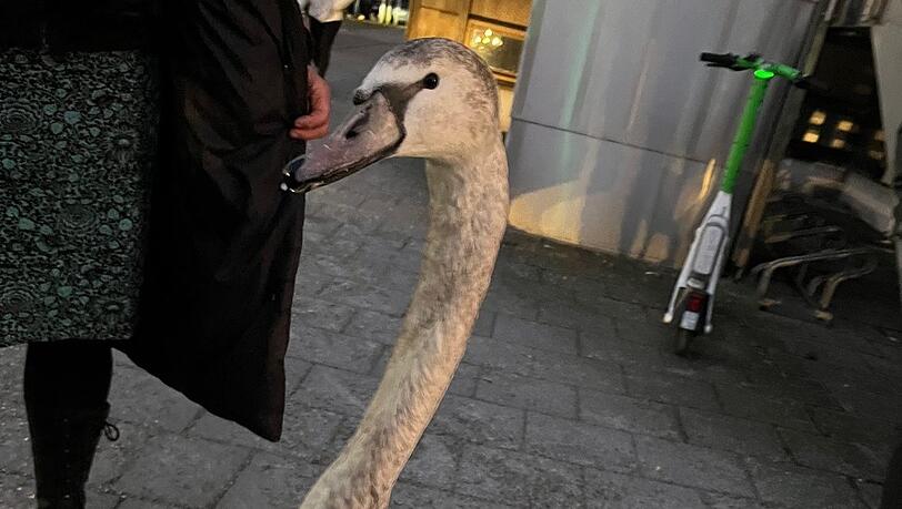 Der Schwan auf dem Gehweg der Hansastraße: Begeisterung sieht bei Schwänen anders aus. Foto: Polizei