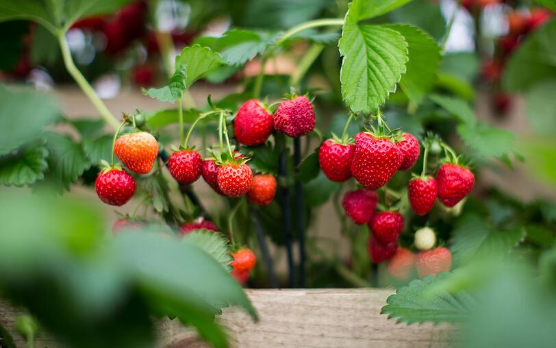 So landeten die Erdbeeren auf Platz 30 im Ranking. Zwar bestehen die Sammelnussfrüchte zu 90 Prozent aus Wasser, doch die restlichen zehn Prozent enthalten dagegen reichlich Vitamine. Mit einer Handvoll Erdbeeren decken Sie so bereits den Bedarf an Vitamin C pro Tag. Dabei sind die roten Früchte auch noch erstaunlich kalorien- und fettarm. So landeten die Erdbeeren auf Platz 30 im Ranking. Zwar bestehen die Sammelnussfrüchte zu 90 Prozent aus Wasser, doch die restlichen zehn Prozent enthalten dagegen reichlich Vitamine. Mit einer Handvoll Erdbeeren decken Sie so bereits den Bedarf an Vitamin C pro Tag. Dabei sind die roten Früchte auch noch erstaunlich kalorien- und fettarm.
