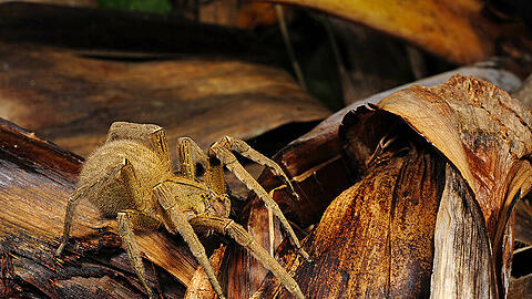Die brasilianische Wanderspinne gilt als giftigste Spinne der Welt