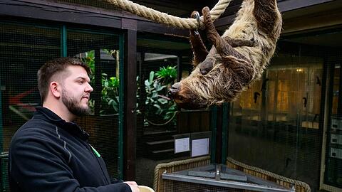 Faultieren sieht man nicht unbedingt an, dass sie schwanger sind.