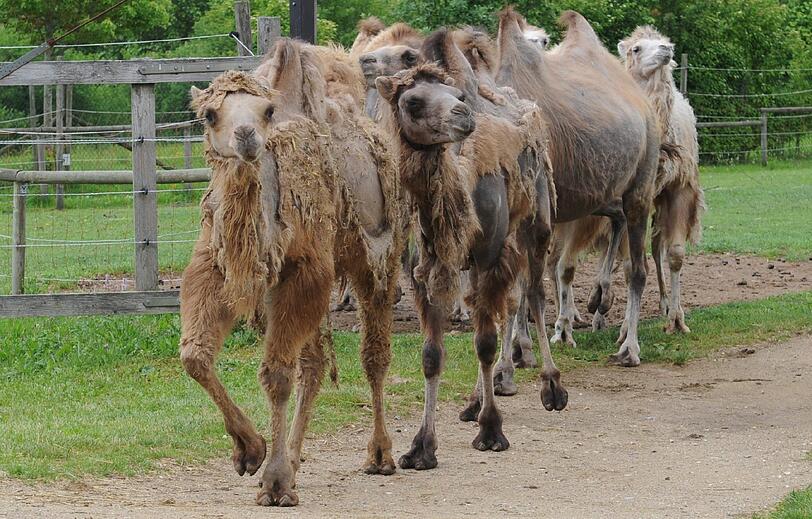 Das Unglück berührte so viele Menschen, dass sogar eine Trauerfeier für die Tiere abgehalten wurde, bei der eine Erinnerungstafel mit den Namen der gestorbenen Tiere enthüllt wurde.