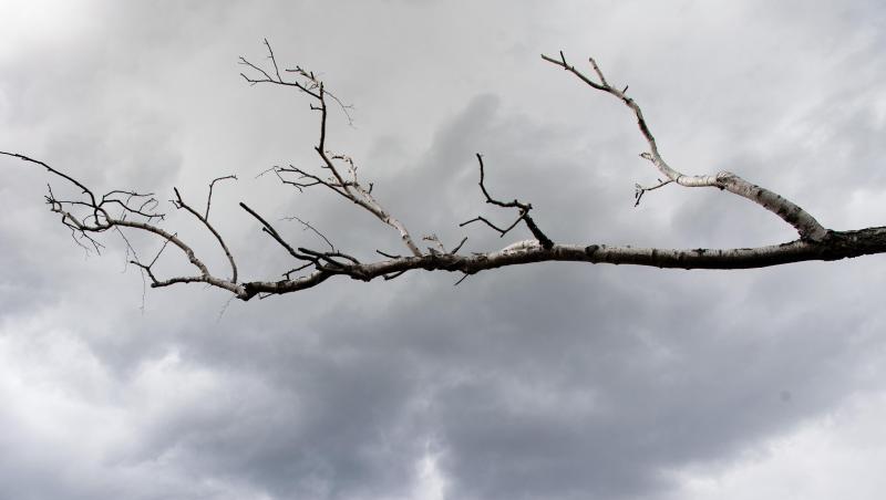 Der kahle Ast einer Birke vor dunklen Regenwolken. Foto: Soeren Stache/dpa-Zentralbild/ZB/Symbolbild Der kahle Ast einer Birke vor dunklen Regenwolken. Foto: Soeren Stache/dpa-Zentralbild/ZB/Symbolbild