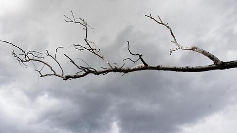 Der kahle Ast einer Birke vor dunklen Regenwolken. Foto: Soeren Stache/dpa-Zentralbild/ZB/Symbolbild