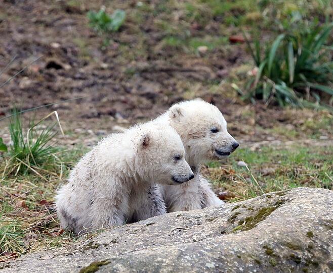 Die Eisbärenbabys begeistern die Besucher vom Tierpark Hellabrunn.