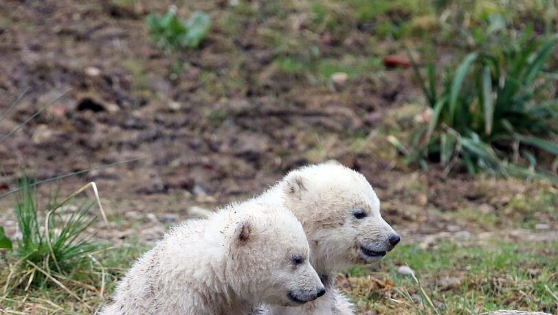 Die Eisbärenbabys begeistern die Besucher vom Tierpark Hellabrunn. Die Eisbärenbabys begeistern die Besucher vom Tierpark Hellabrunn.
