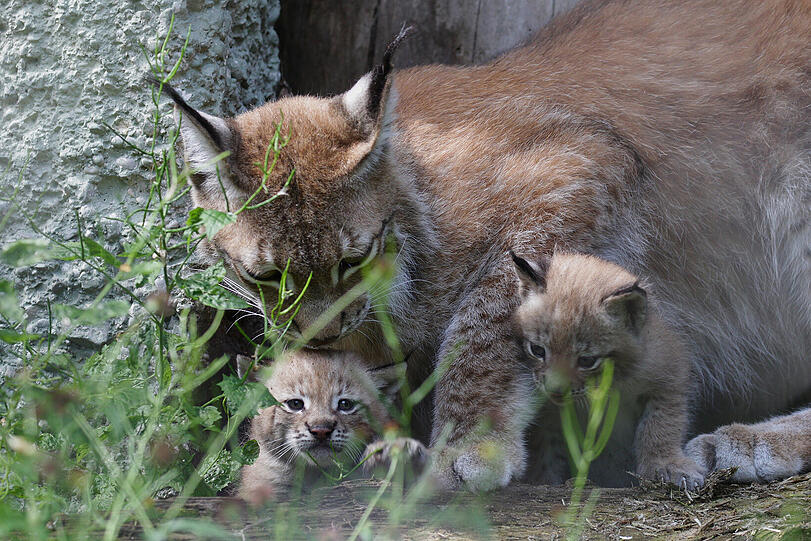 Weitere Bilder der Hellebrunner Luchsbabys Paula und Pep.